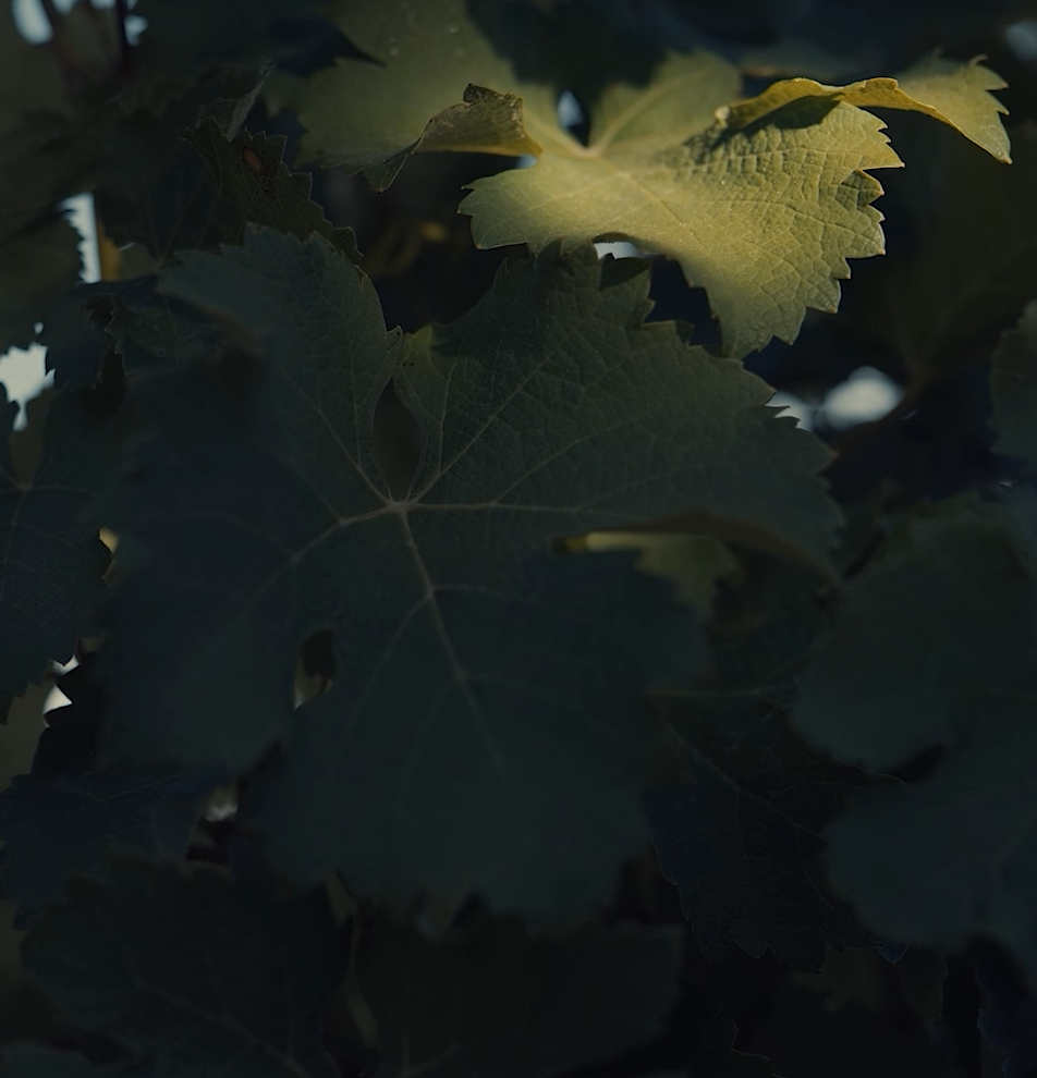 Capture d'écran 2025 11 13 105217