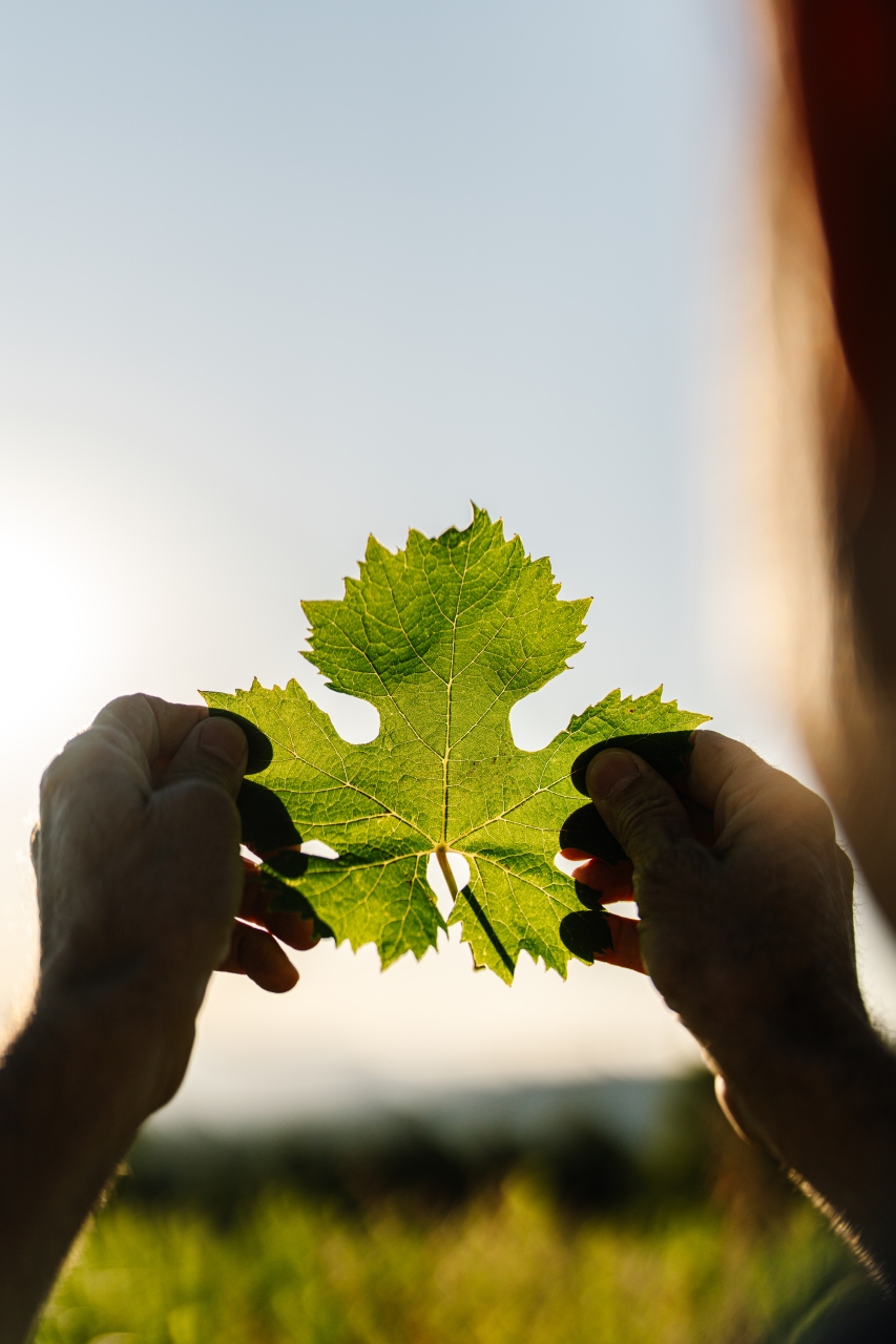 VillaBaulieu Photographe(c)MorganPalun 7